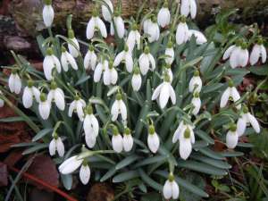 Snowdrops