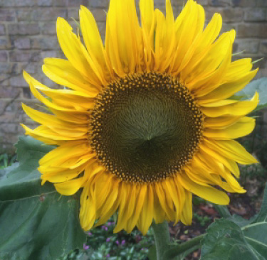 SUMMER COLOUR IN THE GARDEN: June/July