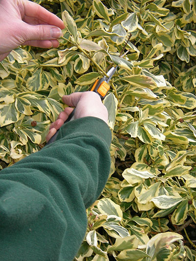 Pruning