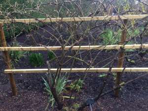 Pruning Wisteria