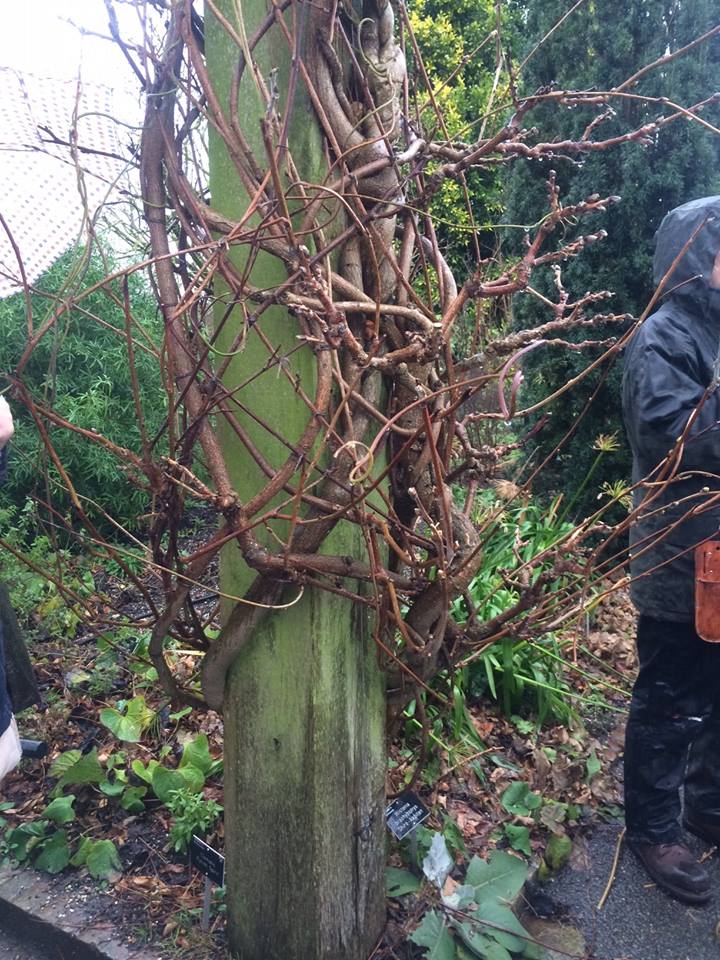 Pruning Wisteria