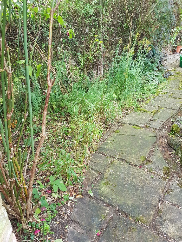 Pathway cleaning - BEFORE