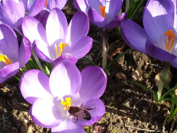 crocus